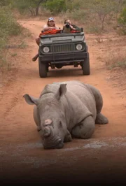 an injured rhinoceros