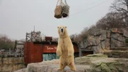 Eisbär Sprinter hat ein Ekzem an der Pfote. Das stört den 500-Kilo-Koloss zwar nicht sonderlich, dennoch möchte die Zootierärztin Dr. Katja von Dörnberg vermeiden, dass das Ekzem zu Entzündungen führt.