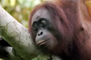 Praktisch jede größere Tierart auf Borneo ist bedroht. Im Bundesstaat Sabah ist der Bestand an Orang-Utans in den vergangenen Jahrzehnten dramatisch gesunken.