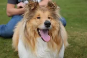 Merida