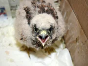 Ein junger Turmfalke in der Greifvogelauffangstation.
