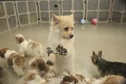 Hunde im Krankenhaus! Was hat das zu bedeuten?