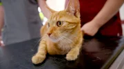 Ein Notfall zum Feierabend in Taucha. Kater Ketchup hat sich eine tiefe Wunde zugezogen. Überstunden für Julia Liebmann.