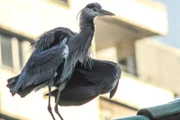 Die Wildnis ist in der deutschen Hauptstadt Berlin fester Bestandteil, sie ist eine faszinierende Parallelwelt voller kleiner und großer Naturwunder. Nach dem Winter bezieht der Wanderfalke vom Roten Rathaus wieder sein Revier hoch über dem Alexanderplatz. Wenn die über 400.000 Bäume Berlins endlich wieder Laub tragen, wird die Stadt zum Großstadtdschungel. - Berliner Reiher im Winter.