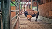 Waldbisons im Tierpark Nordhorn.