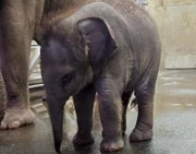 Elefantenkalb im Kölner Zoo