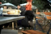 Die Wildnis ist in der deutschen Hauptstadt Berlin fester Bestandteil, sie ist eine faszinierende Parallelwelt voller kleiner und großer Naturwunder. Nach dem Winter bezieht der Wanderfalke vom Roten Rathaus wieder sein Revier hoch über dem Alexanderplatz. Wenn die über 400.000 Bäume Berlins endlich wieder Laub tragen, wird die Stadt zum Großstadtdschungel. - Berliner Spatz im Flug.