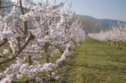 Zur Marillenblüte verwandeln sich die Obstgärten in ein Meer aus zarten Rosa- und Weißtönen.