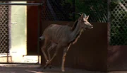 ARD/NDR LEOPARD, SEEBÄR UND CO., Folge 103, "Löwentaufe im Tierpark Hagenbeck!", am Mittwoch (04.04.12) um 16:10 Uhr im ERSTEN. Der neue Kudu-Bock betritt zum ersten Mal das Außengehege.