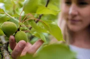 Landwirtin Victoria Weiss prüft ihre Marillen.