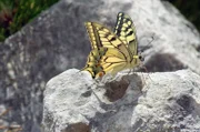 Schmetterling im Tomorr-Gebirge