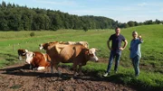 Für den Verkauf der Hinterwälder Rinder vergibt Bärbel Lorenzen Leasing-Verträge. So kauft man das Kalb schon kurz nach der Geburt. Geschlachtet wird es frühestens mit 18 Monaten.