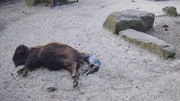 Im Tierpark Nordhorn bringt ein Waldbison, ihr Kalb zur Welt. +++ Die Verwendung des sendungsbezogenen Materials ist nur mit dem Hinweis und Verlinkung auf RTL+ gestattet.