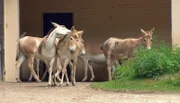 ARD/NDR LEOPARD, SEEBÄR UND CO. FOLGE 106, "Ein Onager-Umzug mit Schwierigkeiten", am Mittwoch (11.04.12) um 16:10 Uhr im ERSTEN. Die Onager im Außengehege.