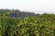 Zwischen den Hopfengärten verbergen sich Feuchtwiesen, Wälder und wilde Kiesgruben.