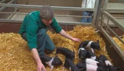 Dave Nelde hält die kleinen Ferkel beisammen.