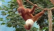 Die Orang-Utans freuen sich über die Fußbälle.