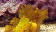 Gut getarnt im Tropen-Aquarium: der Schluckspecht und der Schaukelfisch.