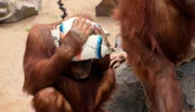 ARD/NDR LEOPARD, SEEBÄR UND CO. FOLGE 105, "Eine Schafsattrappe namens Gertrud", am Dienstag (10.04.12) um 16:10 Uhr im ERSTEN. Die Orang-Utans benutzen die Fußbälle lieber als Kopfbedeckung.