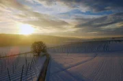 Die Hallertau ist das größte zusammenhängende Hopfenanbaugebiet der Welt.