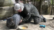 Überraschung bei den Tasmanischen Nacktnasenwombats! Wombat-Weibchen Maya hat ein Geheimnis im Beutel, das bisher gut versteckt war. Die Erdhöhlen-Bewohnerin erwartet zum zweiten Mal Nachwuchs. Tierpflegerin Sylvia Nietfeld hat die kleine Beule an Mayas Bauch entdeckt.