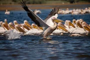 Die Pelikane im Donaudelta Rumäniens werden bis zu 15 Kilogramm schwer.