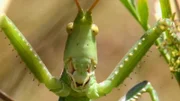 Einstein Insektensterben in der Schweiz: Sind sie wirklich so bedroht? Seltene riesen Sägeschrecke