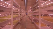 Während des Zweiten Weltkriegs Zufluchtsstätte für Tausende Londoner. Heute Unternehmensstandort von Growing Underground – Londons erster Untergrundfarm.