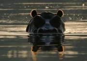 Vor dem Hintergrund des UNESCO-Weltnaturerbes erzählen die Filmautoren Natur- und Tiergeschichten rund um die Victoria-Fälle: Von Flusspferden (im Bild), die im Sambesi ihre festen Reviere haben und von Bootsfahrern ängstlich gemieden werden und von Fischadlern, die im fischreichen Sambesi genug finden, um ihre Küken großzuziehen.