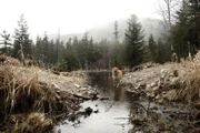 PORT PROTECTION, AK, USA: Gary Muehlberger's dog Trapper explores the forests in Port Protection, AK.