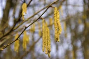 Die Hasel hat viele Gesichter: Mal gelbe Blütenpracht im Frühjahr, mal grüner Strauch im Sommer oder mal die braune Nuss im Herbst. Die Hasel hat viele Gesichter: Mal gelbe Blütenpracht im Frühjahr, mal grüner Strauch im Sommer oder mal die braune Nuss im Herbst.