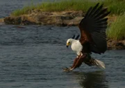 Vor dem Hintergrund des UNESCO-Weltnaturerbes erzählen die Filmautoren Natur- und Tiergeschichten rund um die Victoria-Fälle: Von Flusspferden, die im Sambesi ihre festen Reviere haben und von Bootsfahrern ängstlich gemieden werden und von Fischadlern (im Bild), die im fischreichen Sambesi genug finden, um ihre Küken großzuziehen.