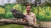 Ein Huhn macht Seiltanz: Sperberhuhn Karla ist ein wahres Supertier. Sie spielt Hühner-Memory, balanciert mühelos auf dem Seil und dreht mit ihrem Tierpfleger Henrik Voges sogar Gassi-Runden durch den Erlebniszoo.