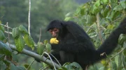 Die tagaktiven Rotgesicht-Klammeraffen ernähren sich vorwiegend von Früchten.