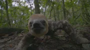 Am Boden bewegen sich Faultiere eher unbeholfen fort und krabbeln dort mit den Unterarmen und Sohlen der Hinterbeine vorwärts.