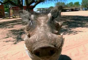 Hakuna Matata: Die Warzenschweine Ham und Bacon sollen heute ausgewildert werden. Schwerstarbeit für die Volontäre, denn die Tiere sind groß und schwer geworden.