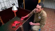 Große Freude im Erlebniszoo: Bei den Afrikanischen Rothalsstraußen ist Nachwuchs angekommen. Vor einer Woche sind im Brutkasten der Tierklinik zwei Küken geschlüpft, die heute von Philipp Plate liebevoll umsorgt werden. Abends stellt er das Radio an, als er gehen muss…