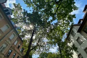 Alleen in Städten spenden Schatten – doch gleichzeitig schließen sie die Straßenschluchten nach oben hin ab und verhindern so eine natürliche Luftzirkulation.
