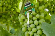 Dieser Sensor, entwickelt von der Universität Freiburg, soll ermitteln, wann die Trauben ernte-reif sind.