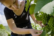 Sophie Jenne, Doktorandin am Institut für Mikrosystemtechnik der Universität Freiburg, bringt einen Sensor in den Weinreben an.
