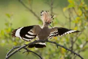 Mit dem prächtigen Kopfschmuck, dem orangebräunlichen Gefieder wirkt der Wiedehopf wie ein exotischer Vogel. Er stellt hohe Ansprüche an seinen Lebensraum.