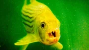 Raubfisch