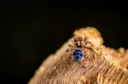 Um das Weibchen zu beeindrucken, führt die farbenprächtige Pfauenspinne einen Tanz auf.