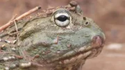 Entdecken Sie, wie der Limpopo River in eine von Dürre und Tod gezeichnete Landschaft eingebettet ist. In der brutalen Trockenzeit wird der mächtige Fluss von der ausgedörrten Umgebung verschluckt und lässt alle seine Bewohner auf dem Trockenen zurück.