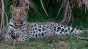 Im Norden Botswanas liegt das Okavango-Delta; eines der außergewöhnlichsten Ökosysteme Afrikas. Im Herzen der Kalahari-Wüste ist es ein Feuchtgebiet, das von ausgedörrten und trockenen Ebenen umgeben ist.