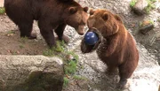 Die Kamtschatkabären toben mit einer Bowlingkugel. Die Kamtschatkabären toben mit einer Bowlingkugel.