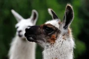 Recht widerspenstig verhalten sich auch die beiden Jungtiere von Lama-Mutter Zilona und Alpaka-Mama Bella. Ihre beiden Töchter Schlappi und Bessi sollen lernen, an der Leine durch den Tierpark Berlin zu spazieren.