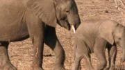 Tiere müssen sich an die Trockenzeit am Luangwa-Fluss anpassen.