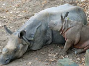 Langeweile bei Familie Nashorn. Damit soll jetzt Schluss sein. In der neuesten Folge von Eisbär, Affe & Co. wollen die Pfleger die beiden mit einem Ball so richtig in Schwung bringen.