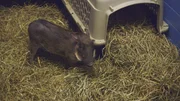 Baby Warthog indoors.